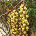 Stachyurus praecox fleur